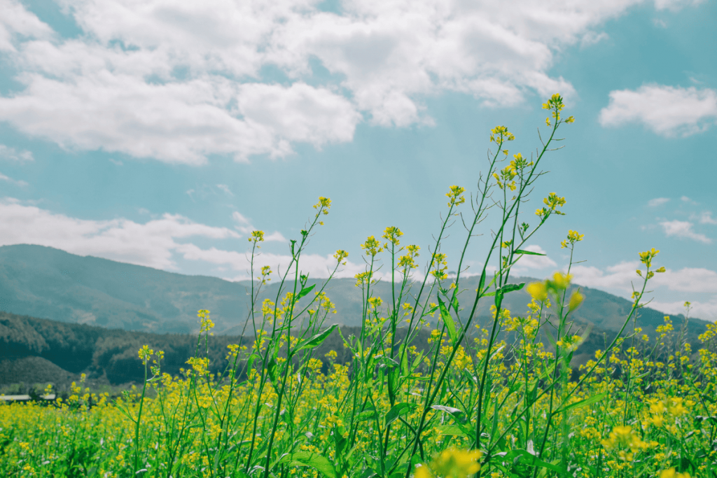 June Blog NBS 1 1