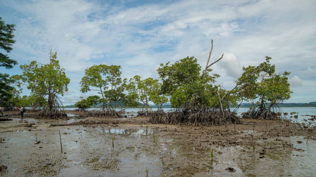 Marshy wetlands