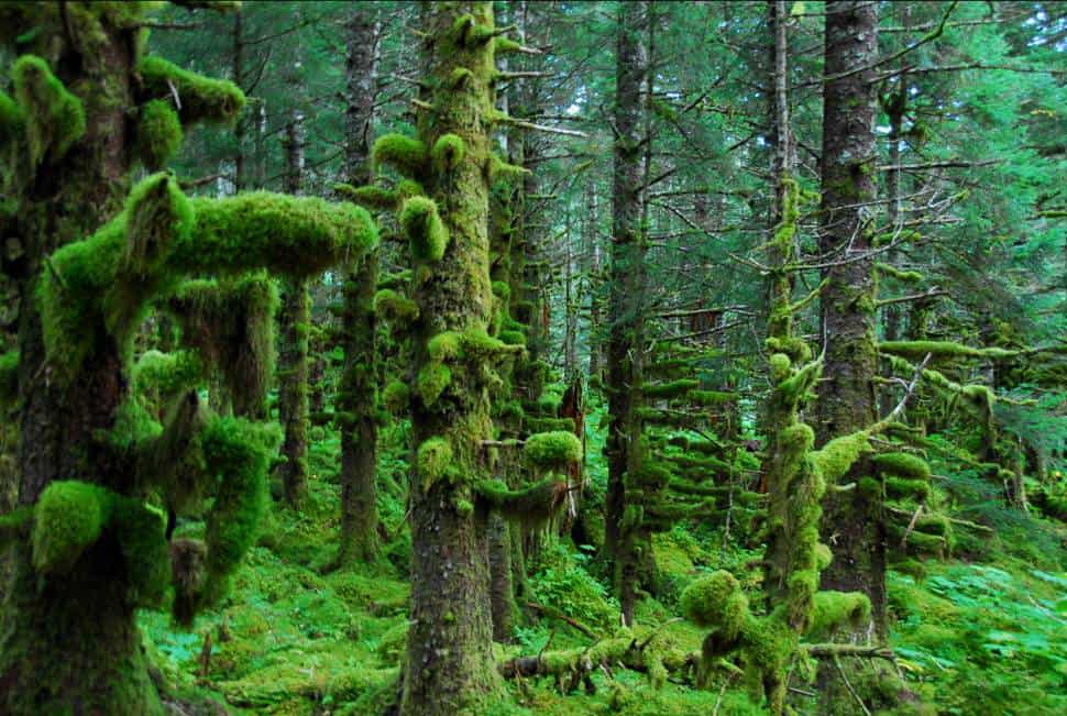 Forest