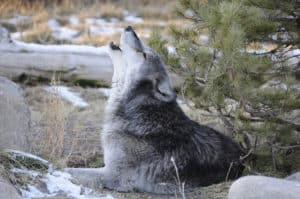 Gray wolf howling