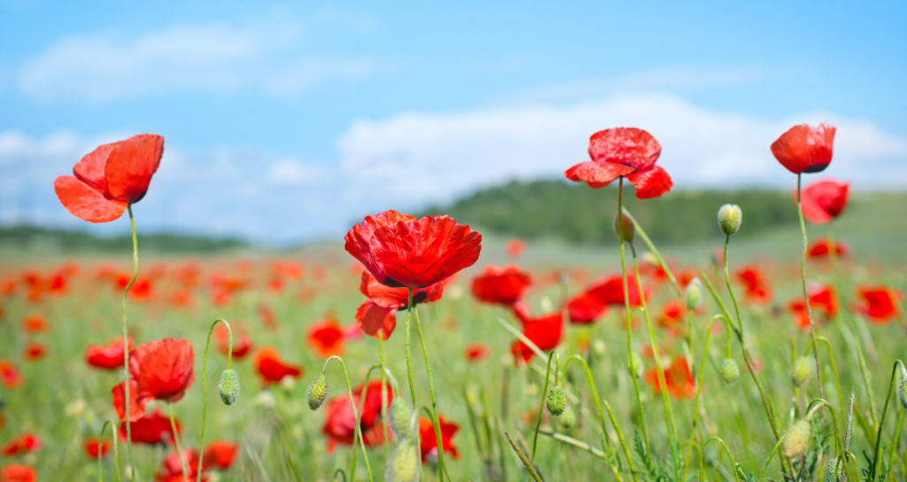 flowers in a field during the day