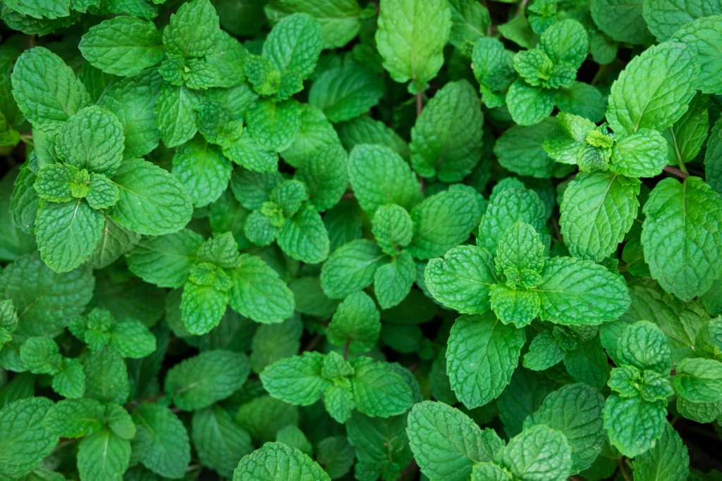 Green mint plants leaves