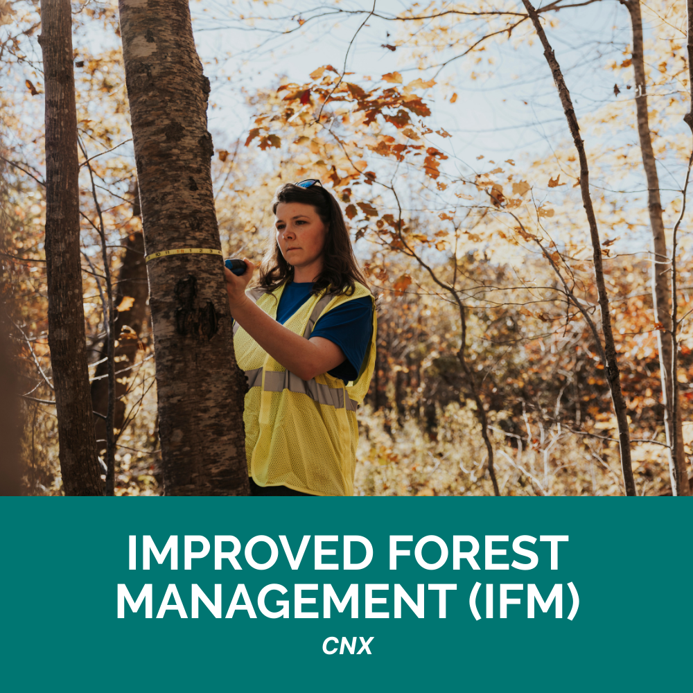 ClimeCo Project - Improved Forest Management (IFM)