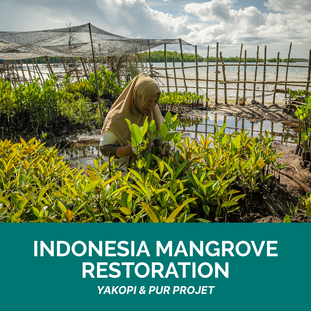 ClimeCo Project - Indonesia Mangrove Restoration