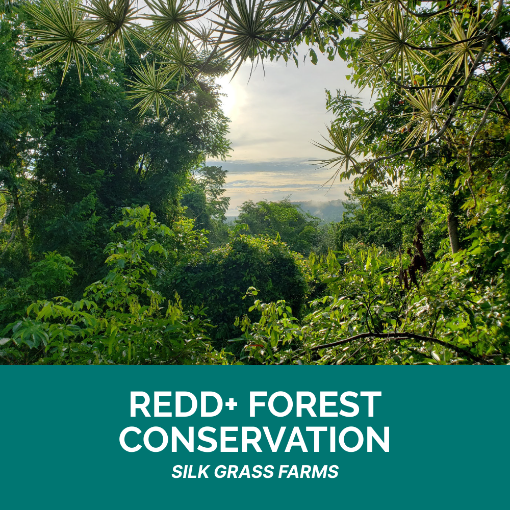ClimeCo Project - REDD+ Forest Conservation