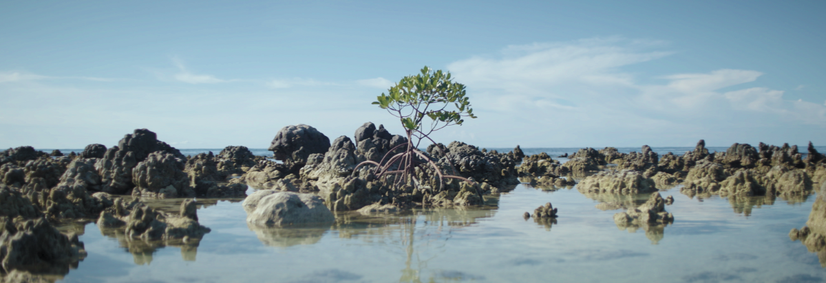 Mangrove surrounded by rocks