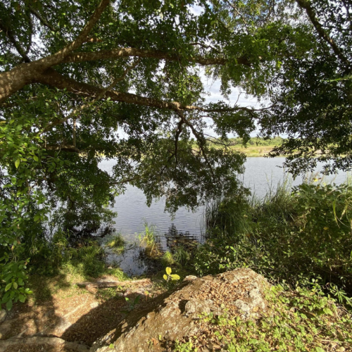 Lush forest landscape with trees and vegetation surrounding a calm river