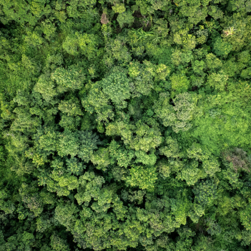 Aerial view of green forest